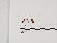 登錄號:F0032422藏品圖，第1張