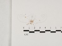 登錄號:F0032424藏品圖，第1張