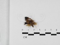 登錄號:F0032425藏品圖，第1張