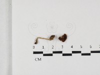 登錄號:F0032427藏品圖，第1張