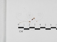 登錄號:F0032428藏品圖，第1張