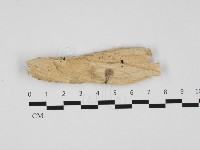 登錄號:F0032441藏品圖，第1張