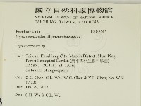 刺革菌屬藏品圖，第2張