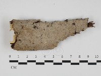 刺皮菌屬藏品圖，第1張