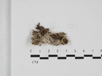 登錄號:F0032464藏品圖，第1張