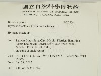 刺革菌屬藏品圖，第2張