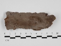 刺革菌屬藏品圖，第1張