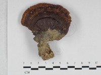 登錄號:F0032473藏品圖，第1張