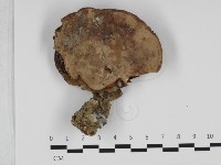 登錄號:F0032473藏品圖，第3張