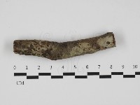 刺皮菌屬藏品圖，第3張
