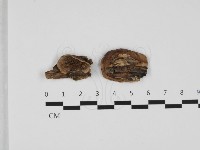 登錄號:F0032483藏品圖，第1張