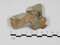 絲齒菌屬藏品圖，第1張