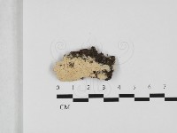 登錄號:F0032487藏品圖，第1張