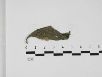 登錄號:F0032492藏品圖，第1張