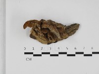 登錄號:F0032495藏品圖，第1張