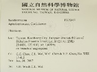 射脈菌屬藏品圖，第2張