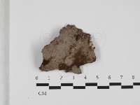 刺革菌屬藏品圖，第1張