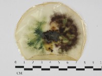 登錄號:F0032502藏品圖，第1張