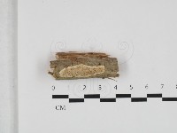 登錄號:F0032503藏品圖，第1張