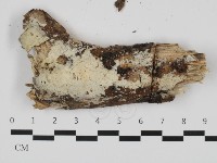 登錄號:F0032504藏品圖，第1張