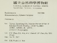 木層孔菌屬藏品圖，第1張