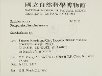 齒耳菌屬藏品圖，第2張