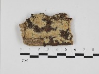 齒耳菌屬藏品圖，第1張