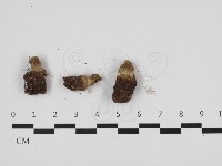 登錄號:F0032529藏品圖，第2張