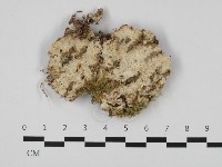 登錄號:F0032533藏品圖，第1張