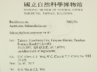 裂褶菌藏品圖，第2張