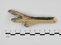 登錄號:F0032535藏品圖，第1張