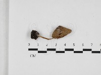 登錄號:F0032542藏品圖，第1張