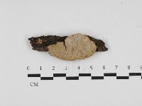 登錄號:F0032552藏品圖，第1張