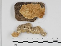 登錄號:F0032555藏品圖，第1張