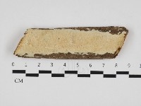 齒耳菌屬藏品圖，第1張