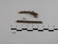 登錄號:F0032563藏品圖，第3張