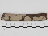 刺皮菌屬藏品圖，第1張