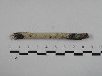 登錄號:F0032569藏品圖，第1張