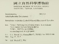 針齒銳岩菌藏品圖，第2張