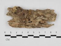 針齒銳岩菌藏品圖，第1張