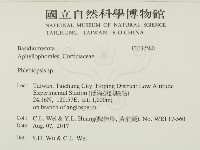 擬射脈菌屬藏品圖，第2張