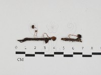 登錄號:F0032581藏品圖，第1張