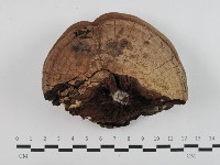 登錄號:F0032583藏品圖，第3張