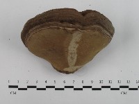 登錄號:F0032583藏品圖，第4張