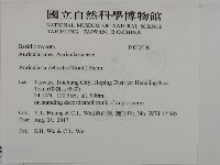 皺木耳藏品圖，第2張