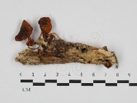 登錄號:F0032601藏品圖，第1張