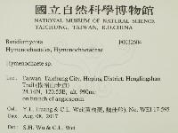 刺革菌屬藏品圖，第2張