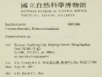 刺革菌屬藏品圖，第2張