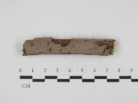 刺革菌屬藏品圖，第1張