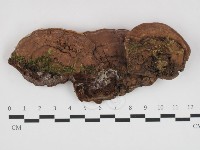 登錄號:F0032608藏品圖，第1張